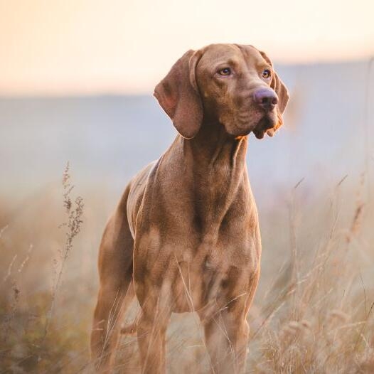 Hungarian Vizsla Dog Breed Information Purina